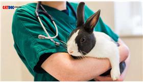 علائم بیماری در خرگوش ها